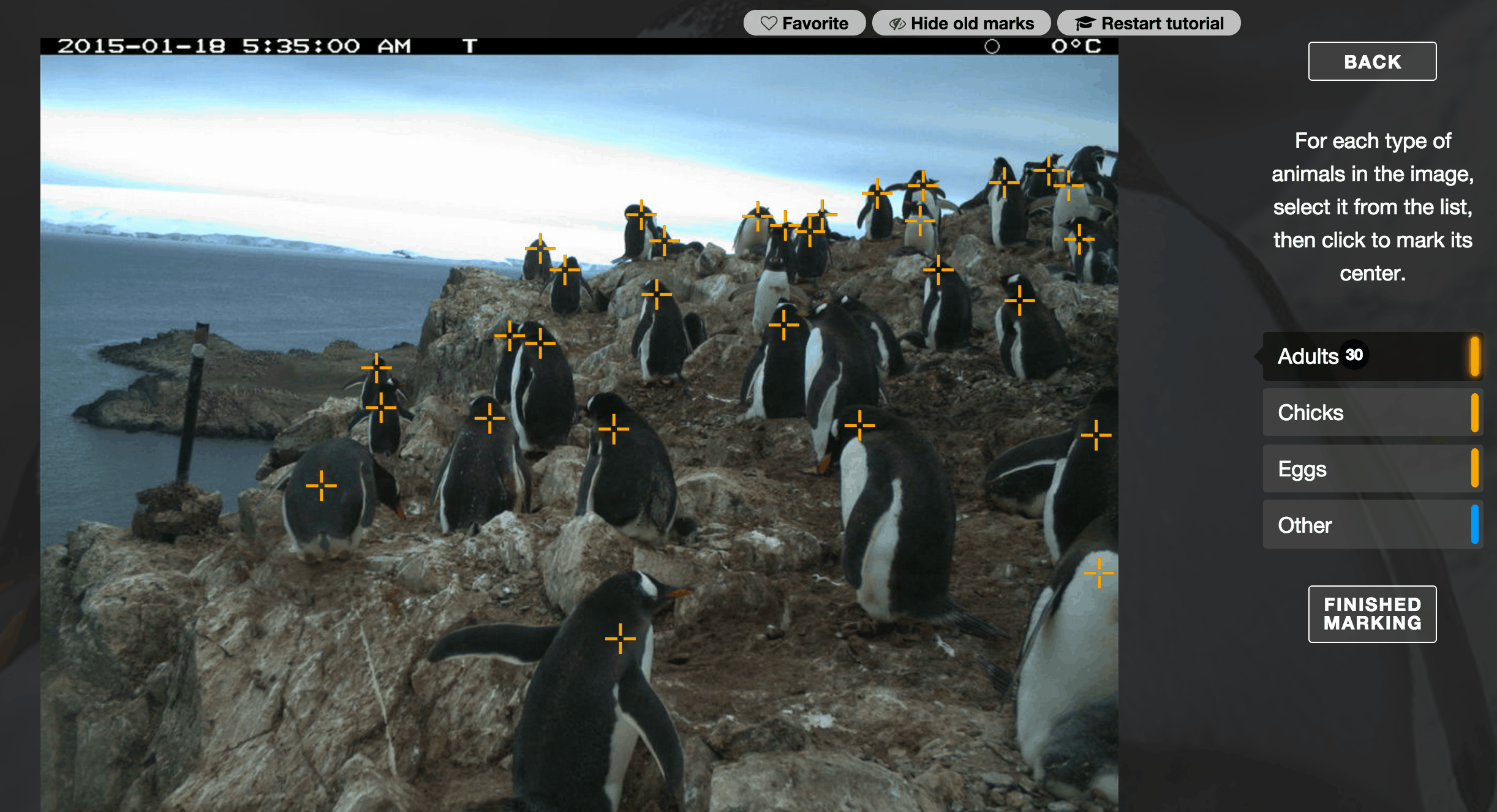 penguinwatch-photo-2